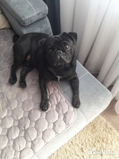 Мопс вязка мальчик