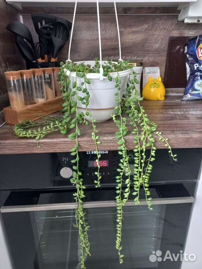 Крестовник геррейна