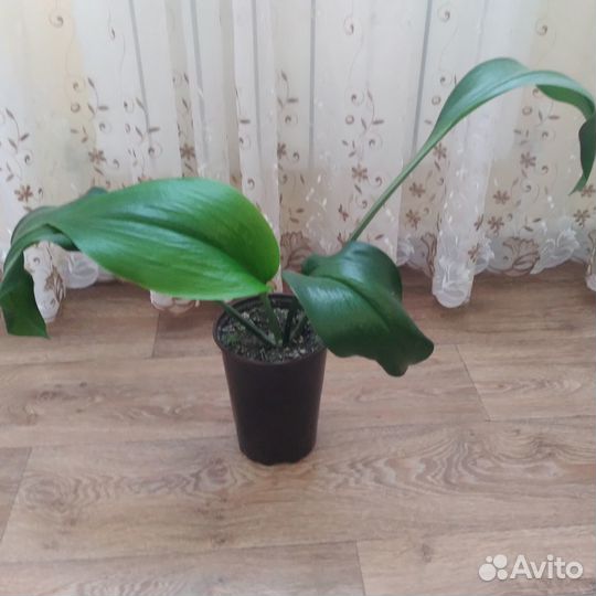 Комнатное растение Эухарис (амазонская лилия)