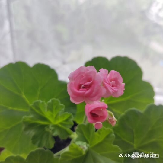 Пеларгония герань розебудная