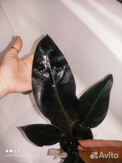 Филодендрон imperial ред