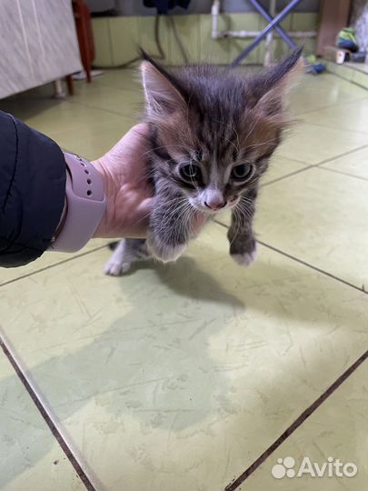 Котята в добрые руки мальчики