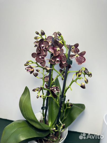 Орхидея фаленопсис