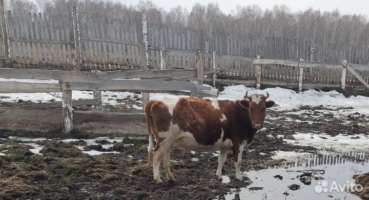 Корова стельная,телочка 10 месяцев,8месяцев