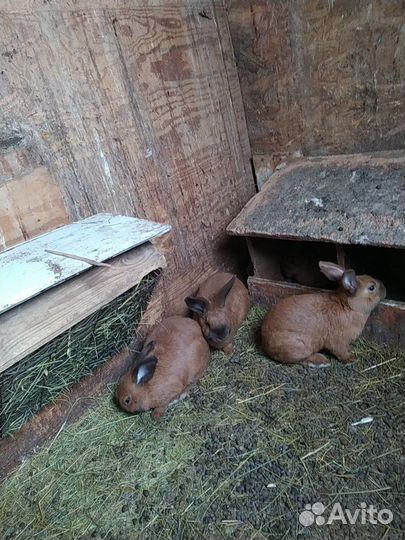 Кролики бургундские