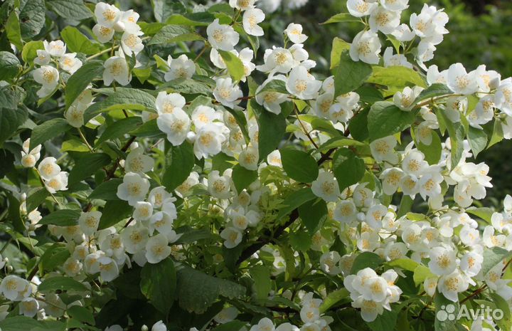 Жасмин чубушник