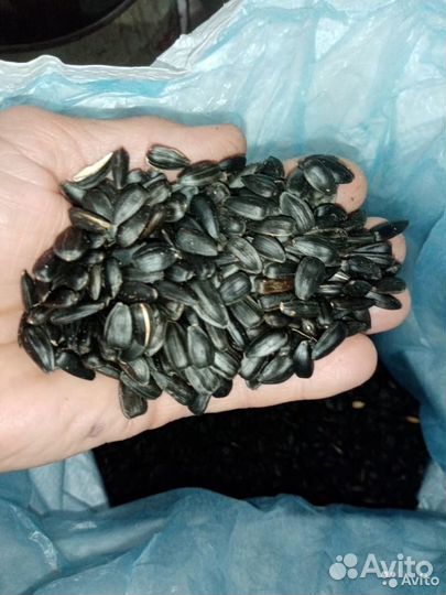 Семечка подсолнечника,жмых