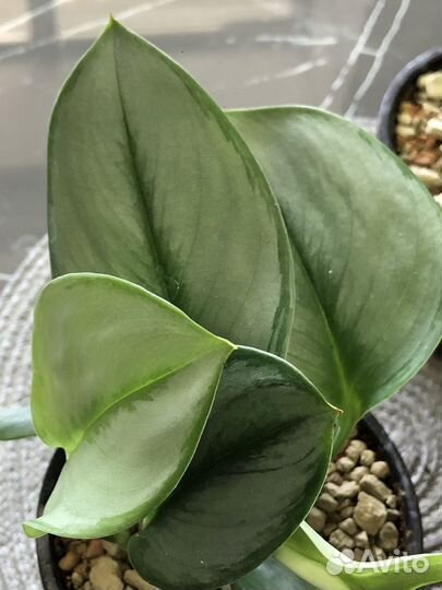 Сциндапсус Мунлайт