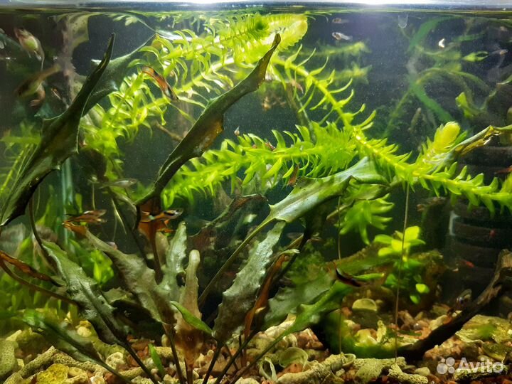 Аквариумные рыбки и растения