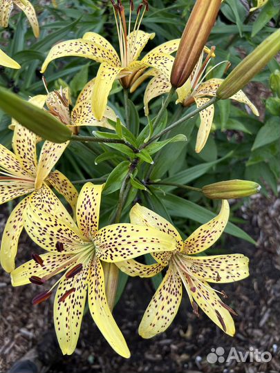 Лилия цвет слоновой кости.луковицы