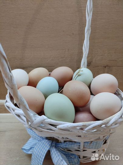 Домашние куриные яйца