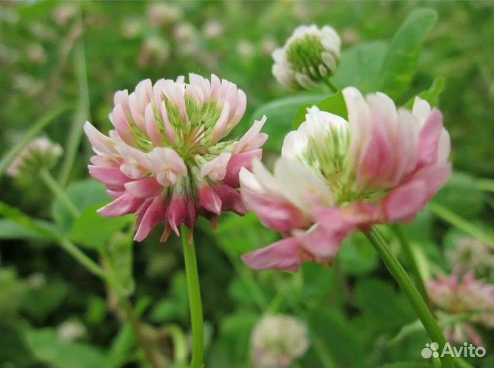 Травы сушёные. Доставка