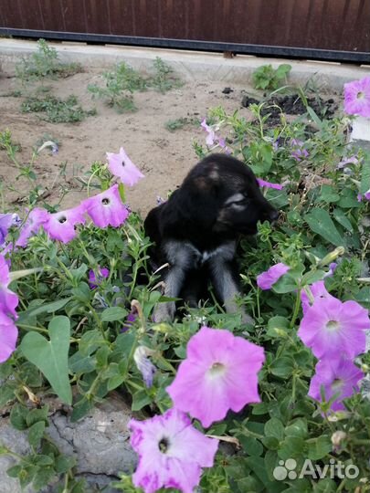 Щенок в добрые руки