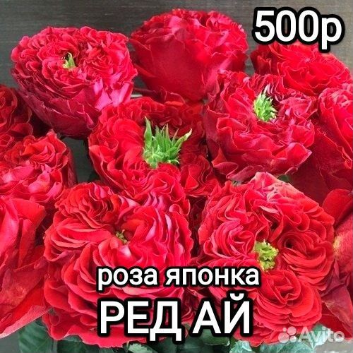 Розы