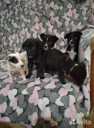 Щенки