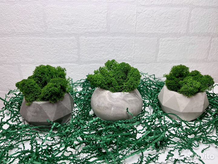 Стабилизированный мох набор 3 кашпо