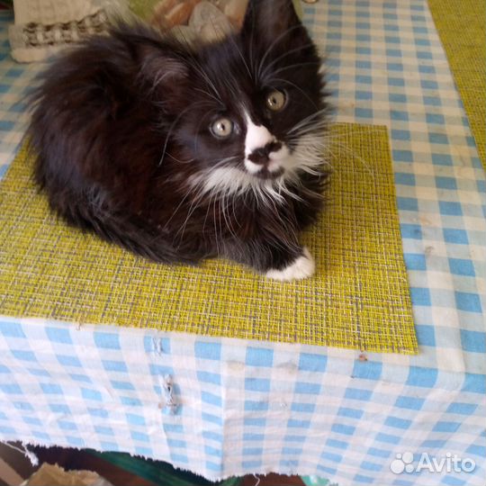 Метиски Мейн куна