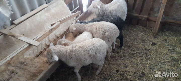 Беременные овцы