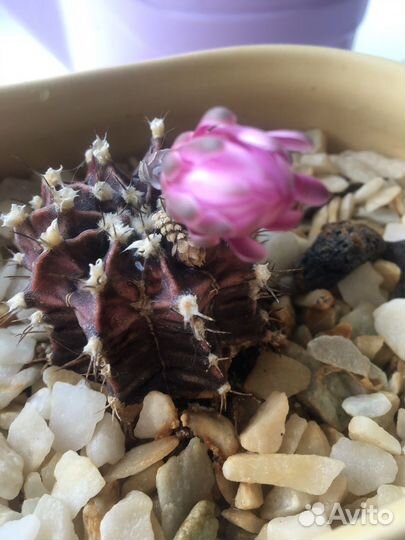 Кактус с цветком