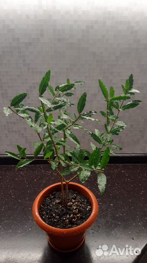 Гранат комнатный Гранада