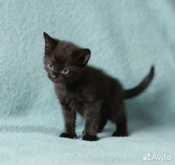 Черный котенок