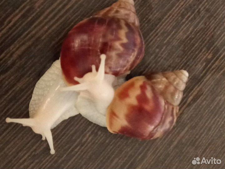 Улитка ахатина альбинос