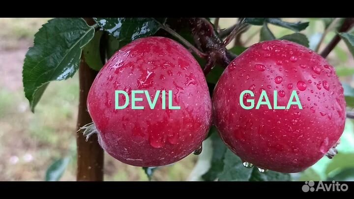 Саженцы яблони