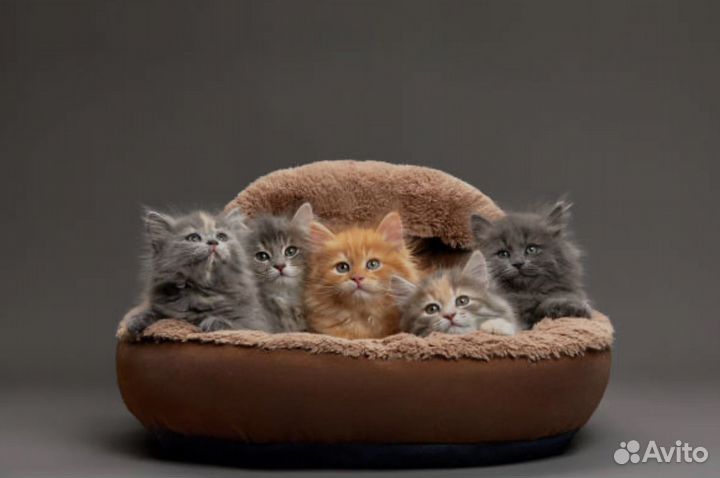 Сибирские котята питомник с док-ми