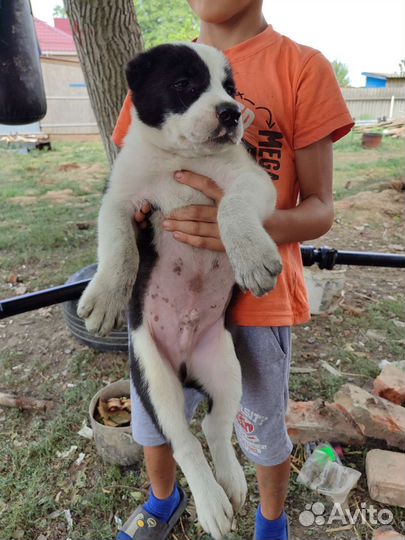 Среднеазиатская овчарка алабай щенки