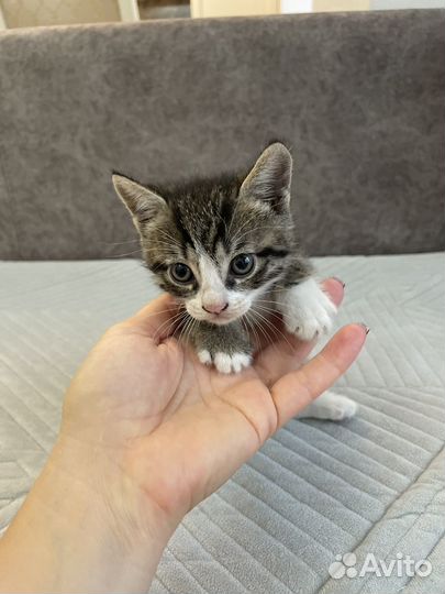 Котята мальчики