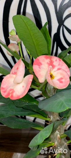 Молочай миля