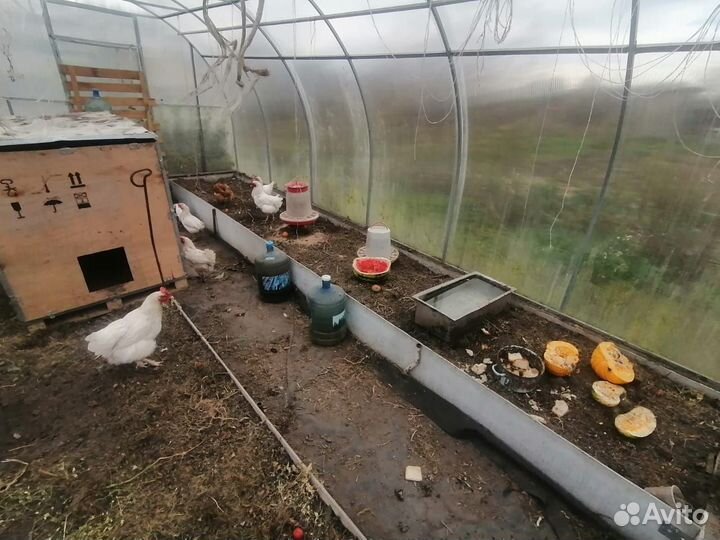 Продам куриц несушек