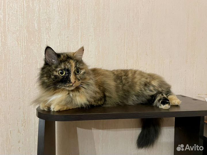 Передержка, домашняя зоогостиница, зооняня