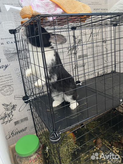 Декоративные кролики