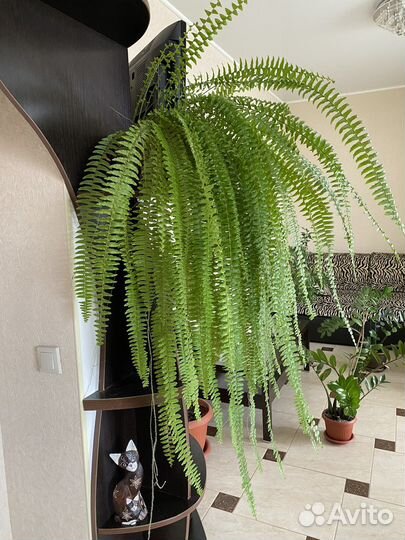 Комнатные растения цветы