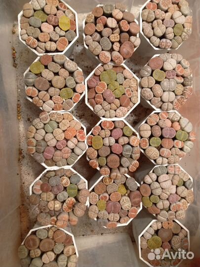 Литопсы (живые камни) 7/7 см. Горшок