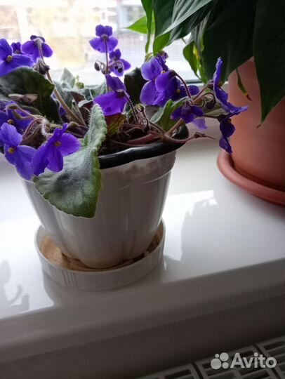 Фиалка в горшках