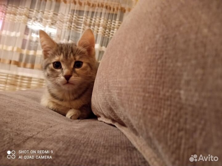 Кошки в добрые руки