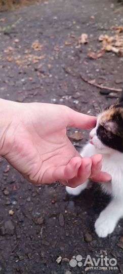 Котята в добрые руки бесплатно