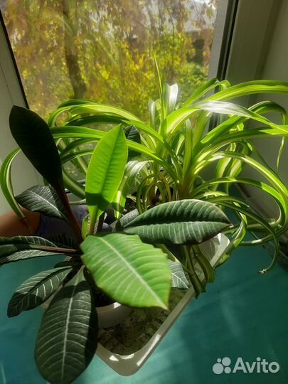 Молочай и Хлорофитум растения