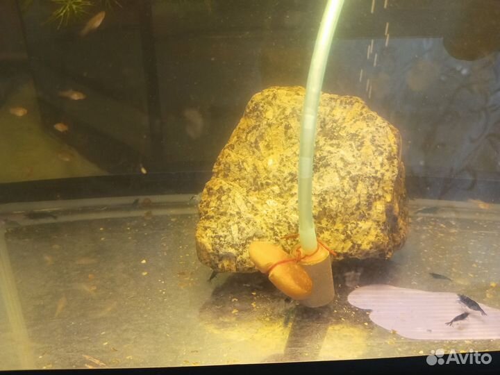 Аквариум с креветками 