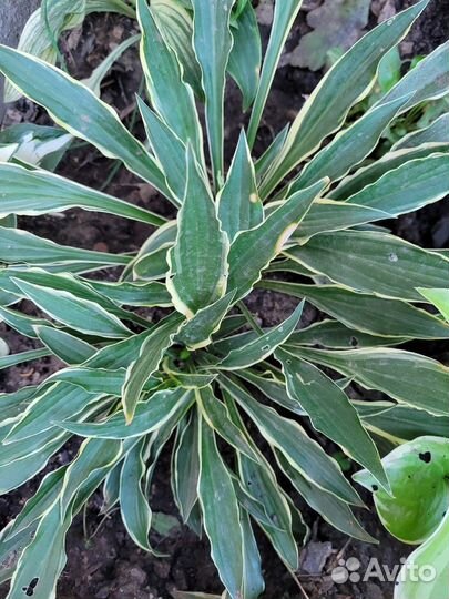 Хоста стилетто