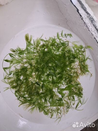 Аквариумные растения бесплатно