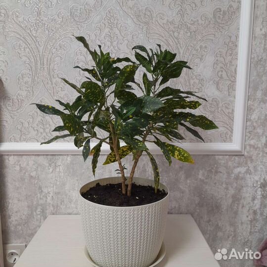 Фикус