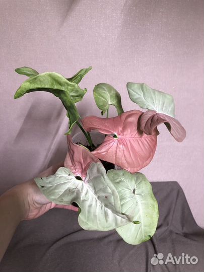 Сингониум яичница, дабл вар, мозаик, и др