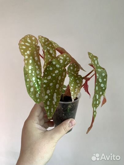 Бегонии разные