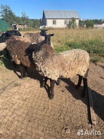 Продаю барана