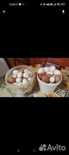 Домашние куриные яйца