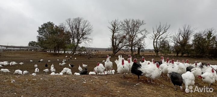 Мясо домащней Индейки оптом