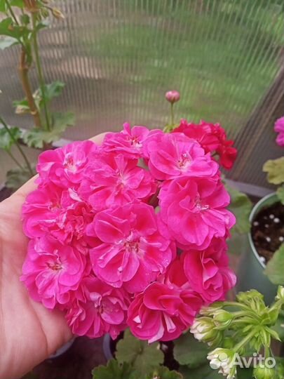 Черенки пеларгоний и фуксий на срез